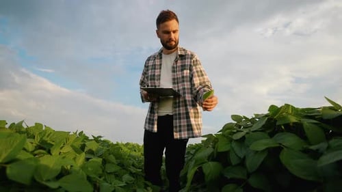 Agronomist Inspecting Soybean Crops in a Field