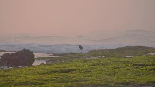 Bird on the mossy rock beach with blurry sea waves in sunrise time. seagull hunting for fish