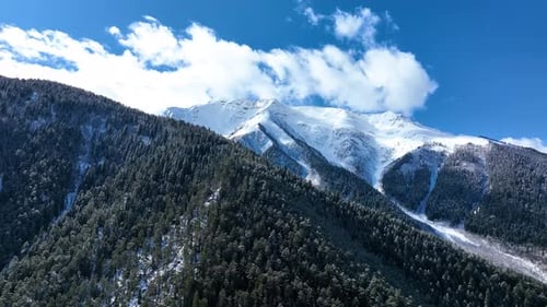 Snow capped mountains and dense pine forest under blue sky
