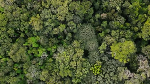 Aerial View of Dense Green Forest in Chapada Dos Guimaraes National Park Mato Grosso Brazil Drone