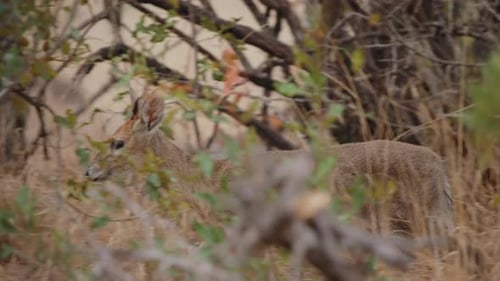 Common Duiker Grazing Through Brush in Kruger National Park, Slow Motion