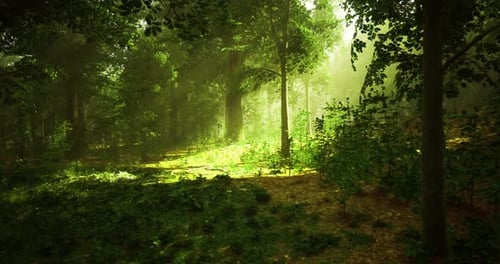 Sunlight Filtering Through Trees in a Lush Forest During the Afternoon
