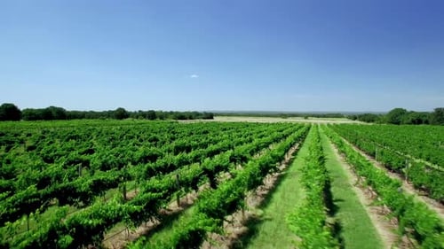 Aerial Drone Flyover of Green Vineyards