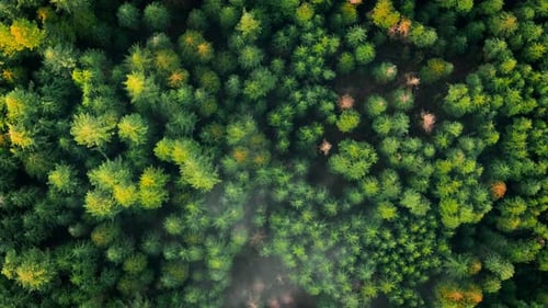 Topdown View Shows a Green Pine Forest Through the Clouds Canadian Nature