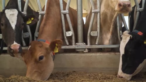 Cows Eating Hay on a Farm