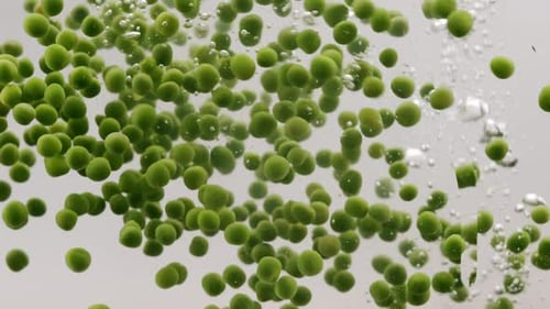 Green Peas Falling Into Boiling Water in Slow Motion