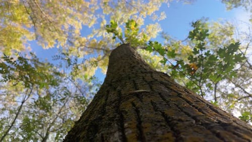 the trunk of a tall tree from a low-angle perspective, looking up towards the canopy and the sky. Th