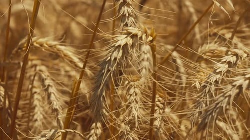 Wheat Field