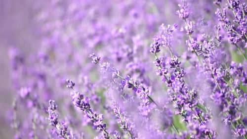 Lavender Fields with Fragrant Purple Flowers Bloom at Sunset Lush Lavender Bushes in Endless Rows