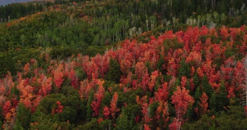 Arbres de couleur rouge dans l'Utah en automne,