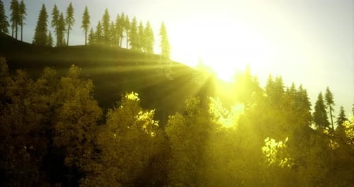 Golden Sun Rays Filtering Through Forest Trees