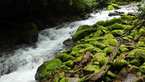 Kaskadenfluss, der neben Felsen mit grünem Moos und Bäumen durch den Regenwald fließt