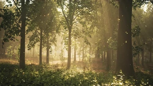 The Sun Shining Through the Trees in a Forest