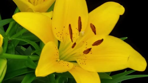 Timelapse d'ouverture de Yellow Lily sur fond noir