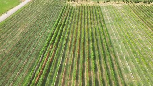 tilt down dolly forward shot of winery field on a sunny day green crops in canada bc