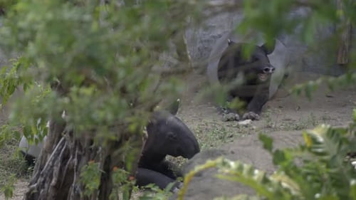 Two Malay Tapirs Resting at the Taipei Zoo