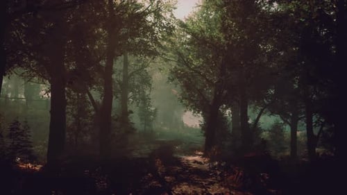 A Serene Forest Path Surrounded By Tall Trees