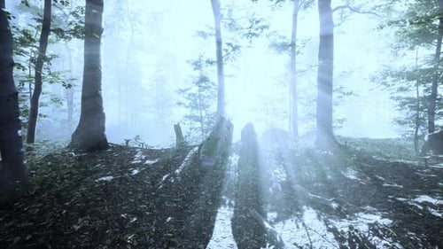 Sun Rising in a Forest with Fog