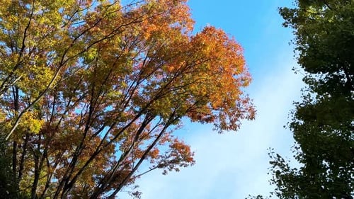 Des feuilles d'automne éclatantes sur de grands arbres sur fond de ciel bleu éclatant se balancent doucement dans la brise