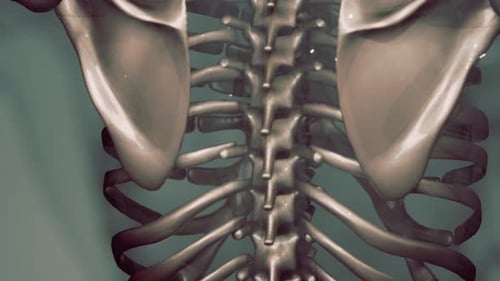 3D Animation of Human Rib Cage and Spine Anatomy