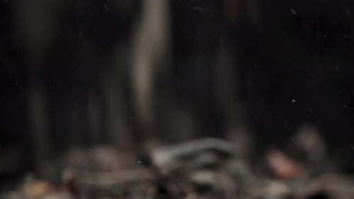 Tea Leaves Fall Slowly in Macro Detail