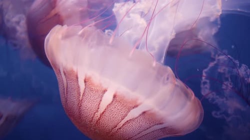 Mesmerizing Pink Jellyfish Gracefully Swimming in Dark Blue Aquarium Water