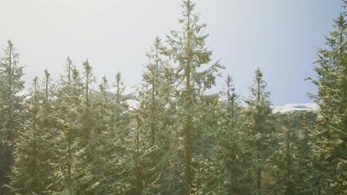 A Dense Pine Forest with Towering Trees