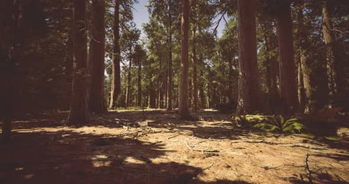 Sonnenlicht dringt durch hohe Bäume in einer ruhigen Waldumgebung