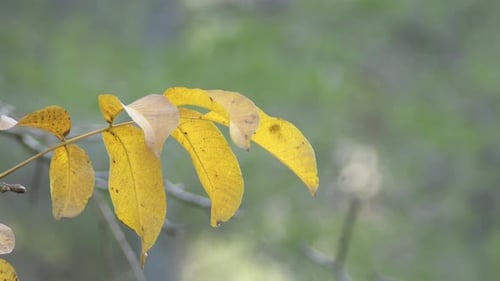 Deciduous Leaves