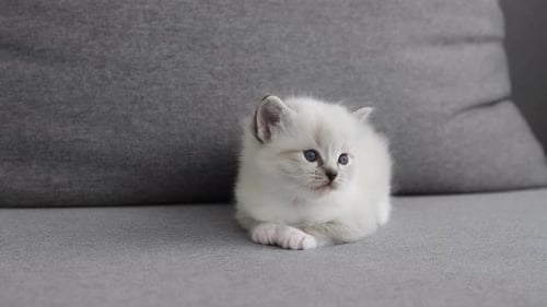 Adorable White Kitten Curled up on Gray Couch