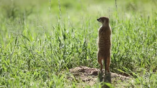 Weitwinkelaufnahme eines Erdmännchens, das auf seinen Hinterfüßen steht und seine Umgebung überprüft, Kgalagadi Transfront