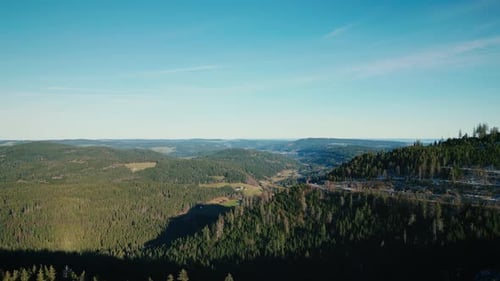 Beautiful nature landscape of green meadows and pinetree forest with blue sky
