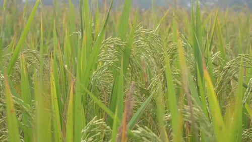 Rice is the staple food in many Asian countries. In summer, paddy ripens by May and the whole field