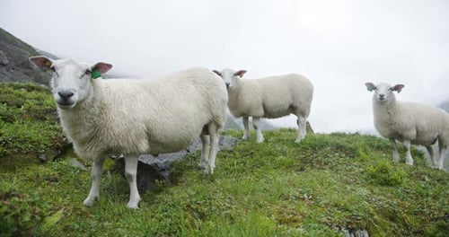 Curious Norwegian Sheep Watching Camera on a Mountain Meadow