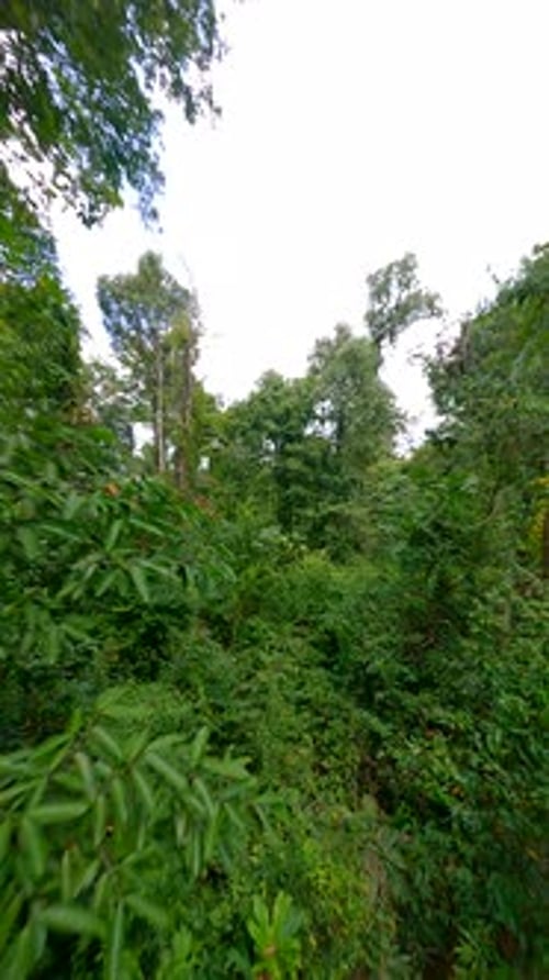 Flug durch üppigen tropischen Regenwald
