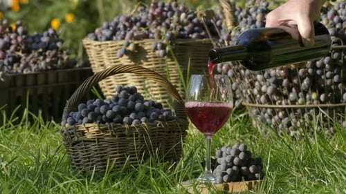 Verkostung von Rotwein. Rotwein aus einer Flasche in ein Glas auf einem Weinberg gießen