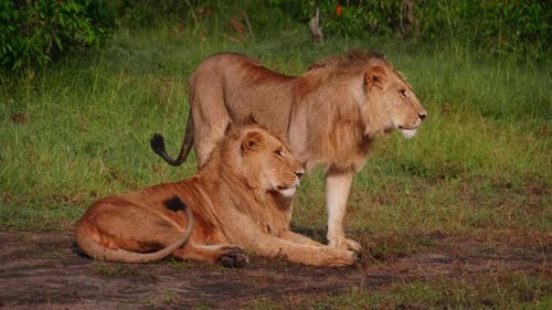 A couple of lions are relaxing on a meadow in the African savanna immersed in the wild natural hab