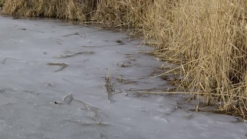 Dry Yellow Reeds Frozen Into Solid Ice Along A Winter Lake Shoreline