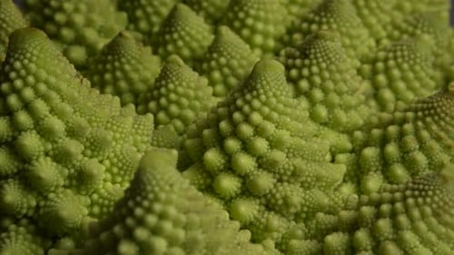 Romanesco Cauliflower 02