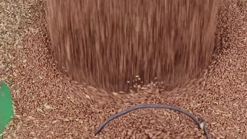 Extreme Close Up of Wheat going into an Auger