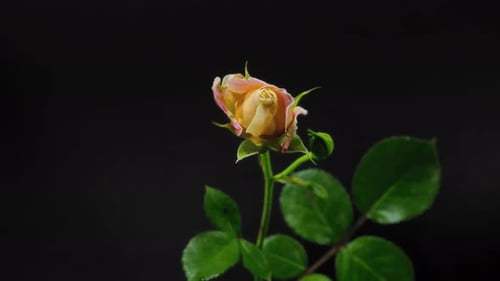 Peach Rose Blooming in Time Lapse on Black