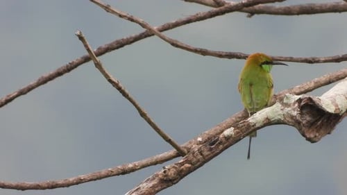 Green Bee-Eater Bird Perched on a Branch