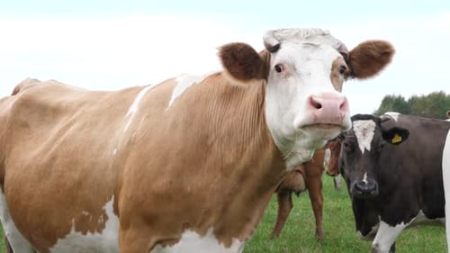 53Cows graze in the pasture. Agriculture. Cattle breeding.