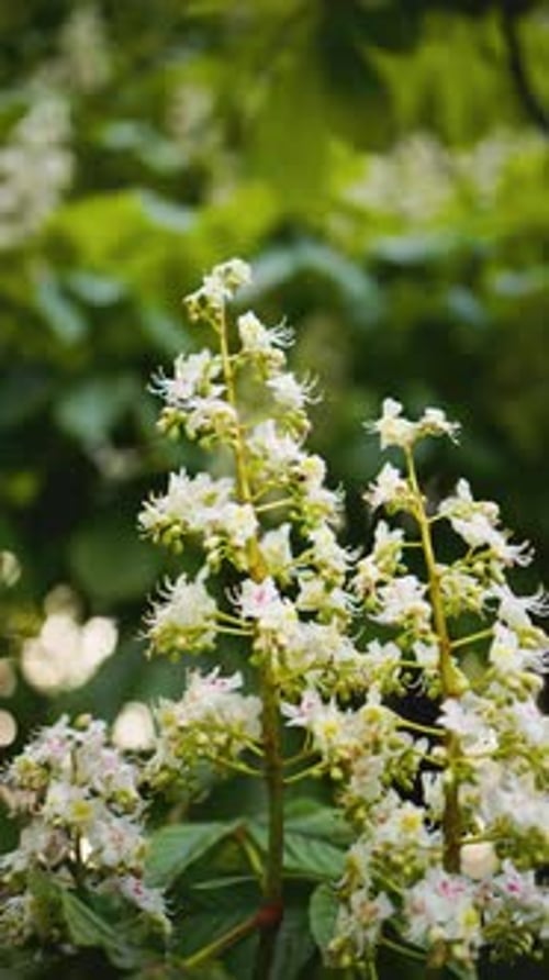 Visuelle Darstellung weißer Blüten in Zeitlupe, die an einem schönen Tag in der Sonne schwanken