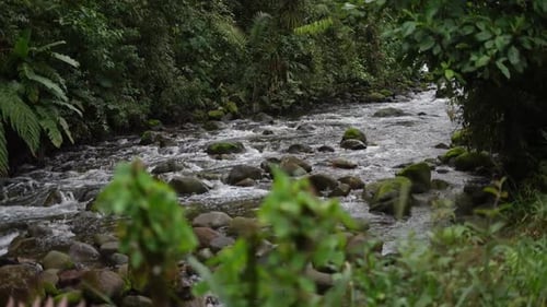 Beautiful scenery of the cascading river flowing through the rainforest along with rocks and trees.