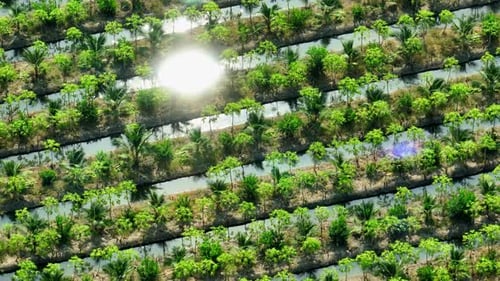 A coconut and papaya plantation by aerial view drone.