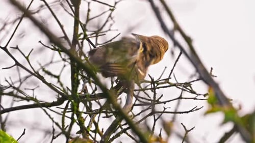 Imposanter junger Spatz: Eine Nahaufnahme aus dem unteren Winkel
