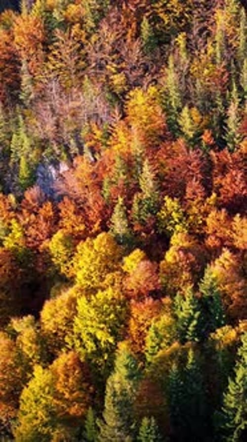 Vertical Aerial View of Colorful Autumn Trees in a Hilly Forest Landscape