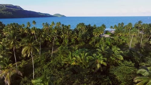 Palm trees along Playa Rincon beach, Samana in Dominican Republic, exotic and tropical landscape
