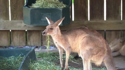 Photo de profil montrant un kangourou en train de grignoter et de se régaler de foin dans une réserve faunique, Australie